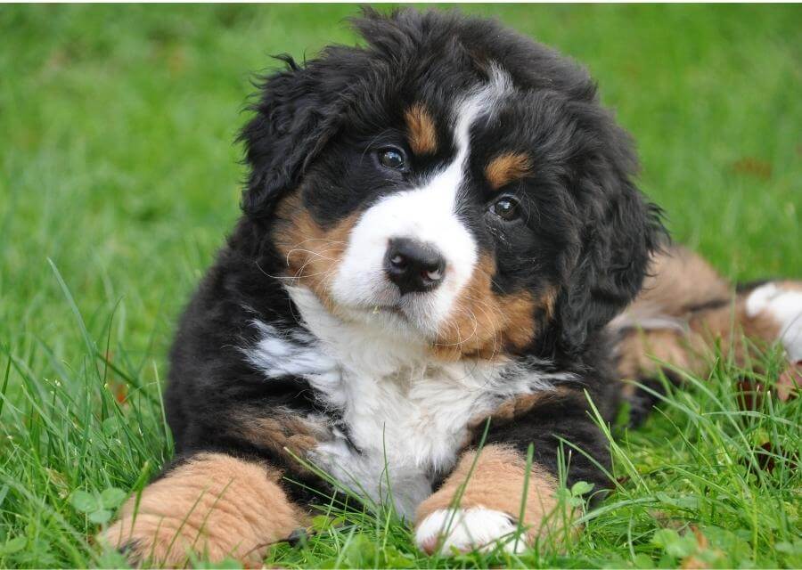 dog laying in grass