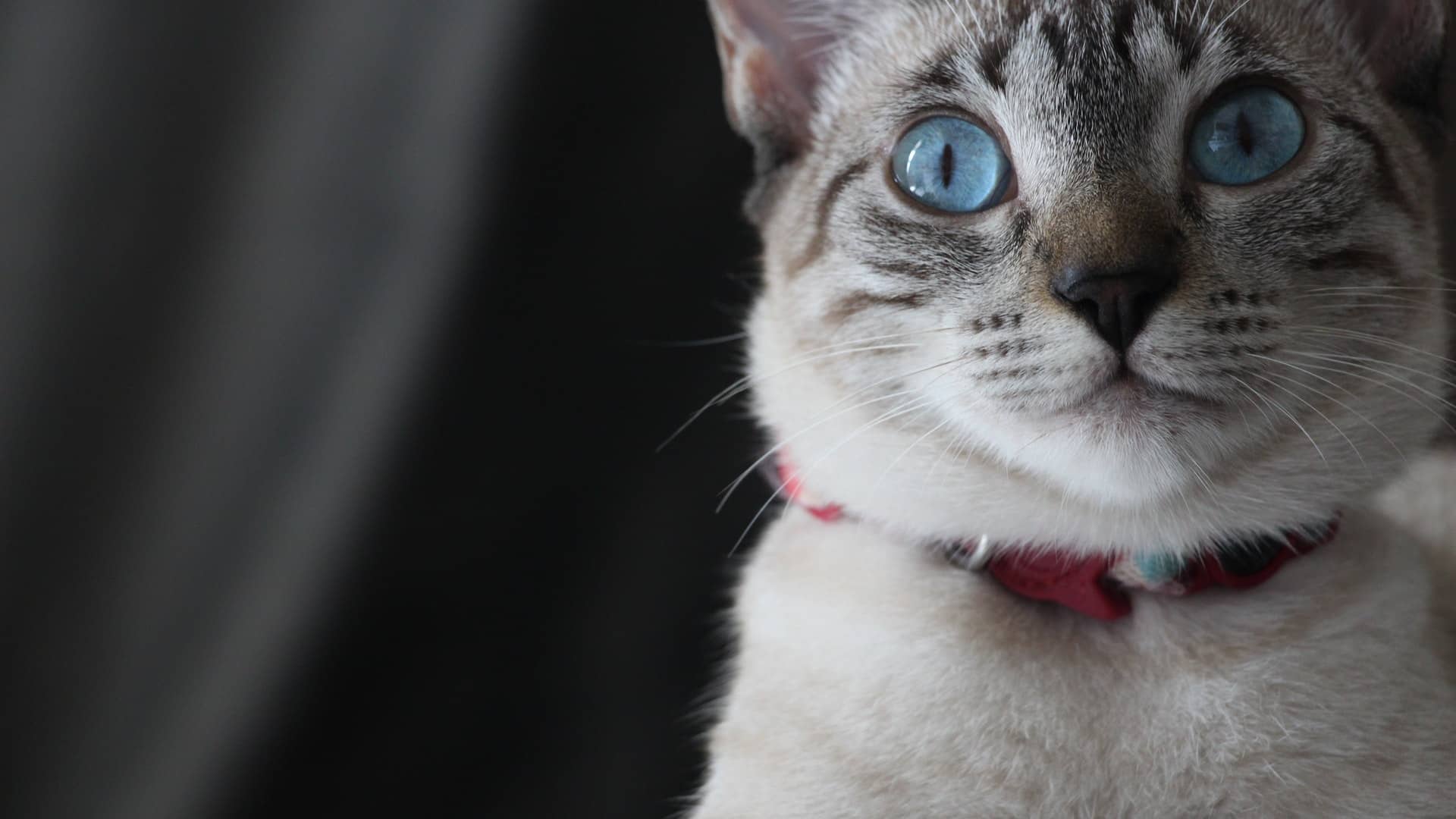 Pet Jaw Surgery In Dogs And Cats In ster, TX Lone Star Dentistry