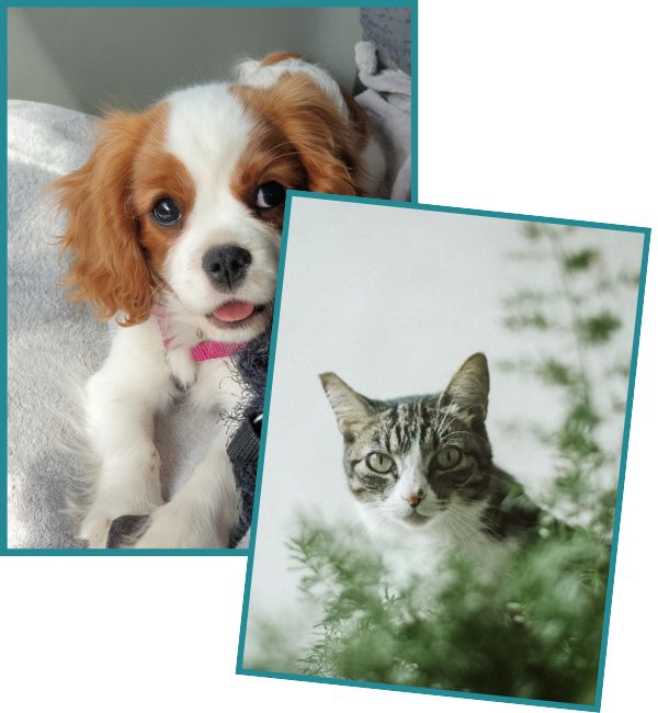 Pet Canine and Feline Endodontic Disease