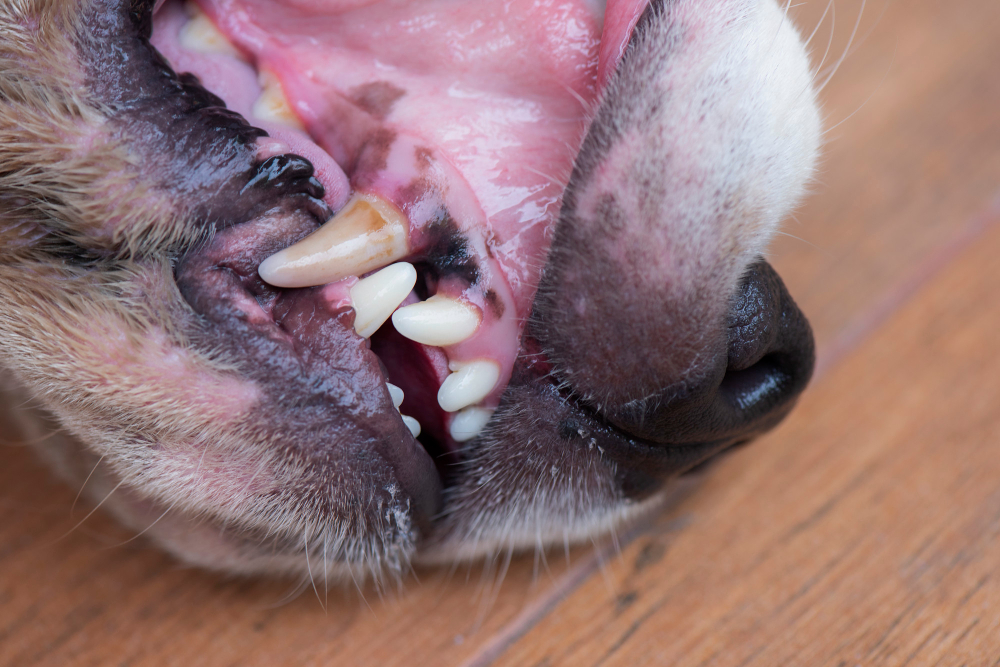 oral-dog-s-teeth
